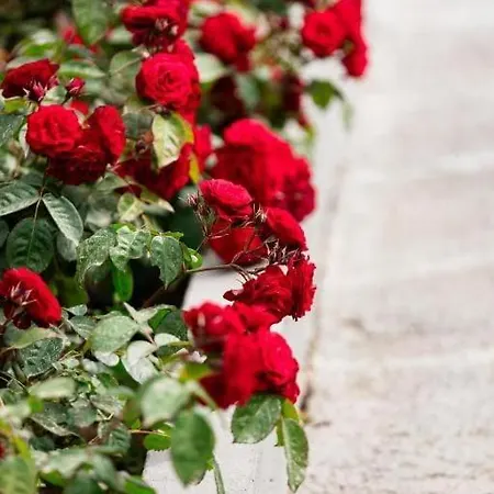 Red Roses-traditional House Hébergement de vacances Kateríni
